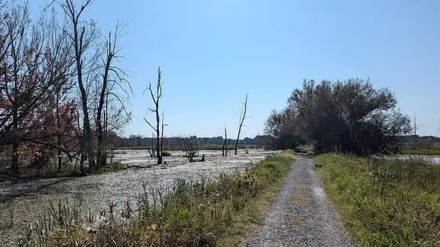 A walking path across the wetlands of Île Saint-Bernard.