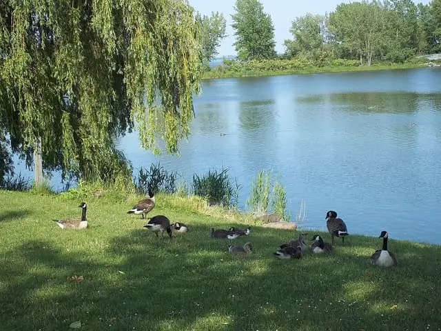 Canada geese beside the water in Parc des Rapides.