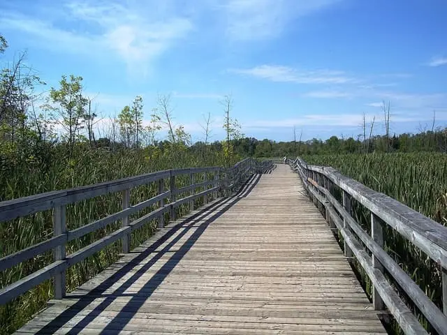 A boardwalk through the wetlands of Bois-de-l’Île-Bizard.