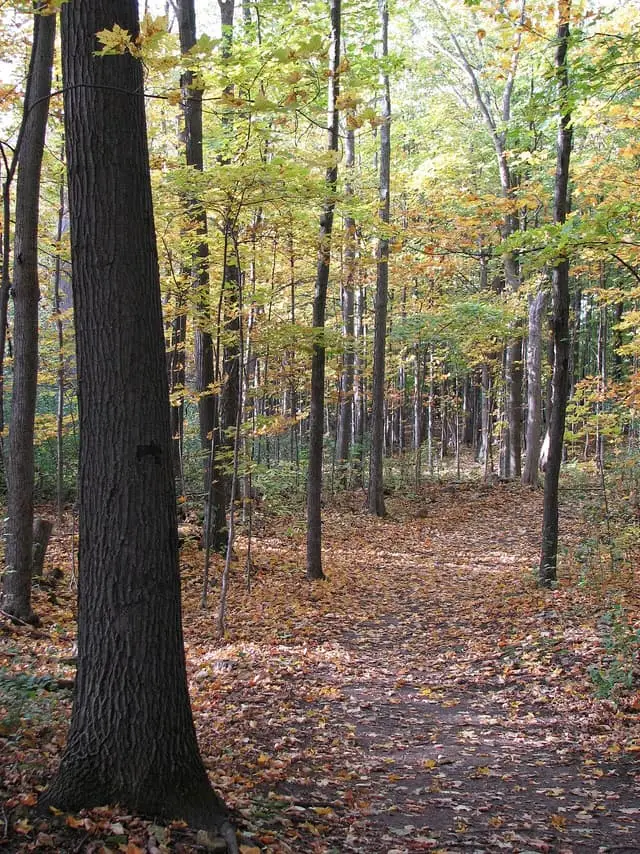 An autumn walking trail at Cap-Saint-Jacques nature park.